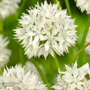 Allium Graceful Beauty 12 Bulbs