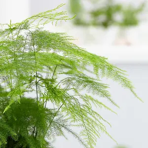 Asparagus Plumosus House Plant in a 12cm Pot - Asparagus Fern Plant