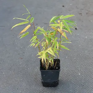 Bamboo Fargesia Asian Wonder Potted Plant 9cm Pot  x 2