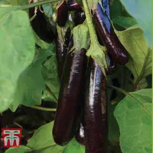 Aubergine Hansel F1 1 Seed Packet (5 Seeds)