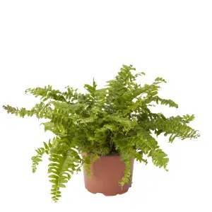 Verve Boston Fern in Terracotta Plastic Grow pot 12cm