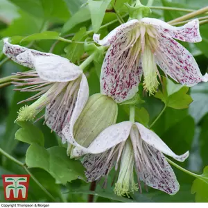 Winter Flowering Clematis - Advent Bells 7cm Potted Plant x 2