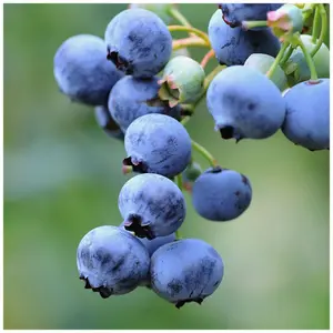 3 'Bluejay' Blueberry Plant / Vaccinium cor. 'Bluejay' 25cm in 9cm Pot 3FATPIGS