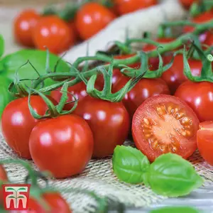 Tomato Rubylicious 1 Seed Packet  (20 Seeds)