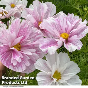 Cosmos Pink Mosaic 1 Packet (15 Seeds)