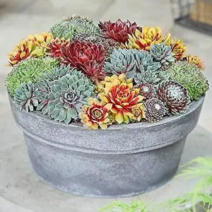 10 Sempervivum Succulent Plants - 5 Sempervivum - 5 Succulents in 5.5cm Pots