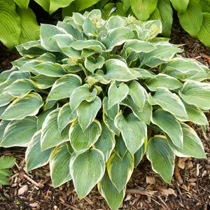 Hosta First Frost Garden Plant - Variegated Foliage, Outdoor Plant, Compact Size (15-30cm Height Including Pot)