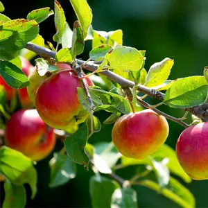 Dwarf Patio Howgate Wonder Apple Tree Ready to Fruit, Juicy & Sweet, Cook & Eat 3FATPIGS