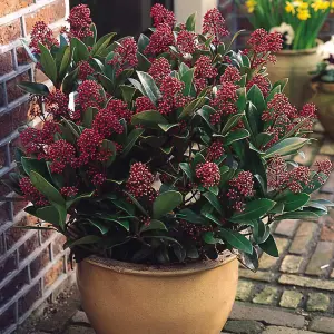 Skimmia Japonica 'Rubella' in 9cm Pot - Autumn/Winter Plant - 25-35cm in Height