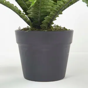 Homescapes Boston Fern in Pot, 60 cm Tall