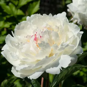 Festiva Maxima Peony Perennials Flowering Plants Paeonia Lactiflora 4L Pot