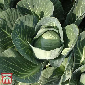 Cabbage Gilson F1 1 Seed Packet (40 Seeds)