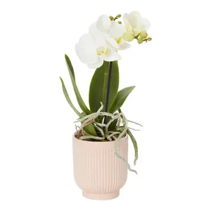 Verve Single Stem Moth orchid in Assorted Ceramic Decorative pot 9cm