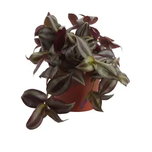 Verve Tradescantia in Terracotta Plastic Grow pot 12cm