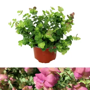 1 x Oregano Kent Beauty Shrub in 10.5cm Pot - Ornamental Origanum Perennial - Grow in Beds, Borders, Rock Gardens & Patio Pots