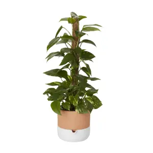 Verve Devil's ivy in Anthracite grey Plastic Grow pot 19cm