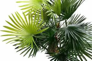 Best Artificial 3ft - 90cm Spider Finger Palm Tree