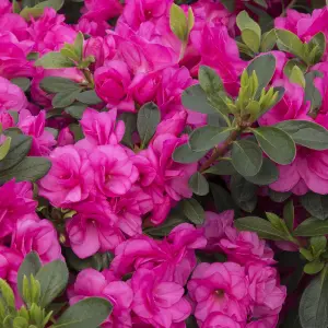 Pink Japanese Azalea (30-40cm Height Including Pot) - Delicate Pink Blooms Evergreen