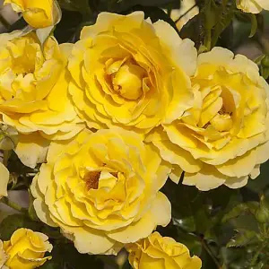 Rose 'Golden Wedding' Yellow 50th Wedding Anniversary, Gift Rose Bush Plant, in a 3L Pot, Ready to Plant