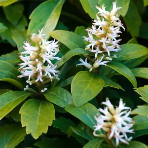 Pachysandra Terminalis Garden Plant - Evergreen Ground Cover, Low-Maintenance (15-30cm Height Including Pot)