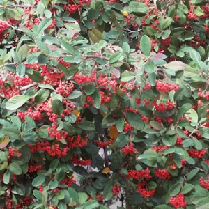 Cotoneaster Cornubia Garden Shrub - Abundant Red Berries, Compact Size, Attracts Pollinators (10-30cm Height Including Pot)