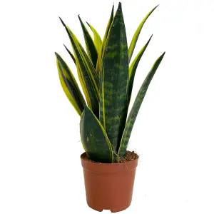 Sansevieria Golden Flame - Striking Indoor Air Purifier (12cm, 30-40cm)