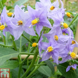 Solanum Crispum Glasnevin 3 Litre Potted Plant x 1