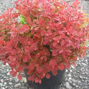 Berberis Thunbergii Admiration 3.6 Litre Potted Plant x 1