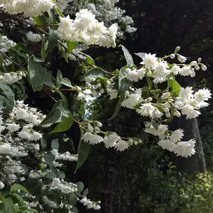 Mock Orange Philadelphus Manteau Dhermine 3.5 Litre Potted Plant x 2