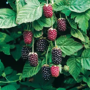 Lincolnshire Fruits Boysenberry Blackberries (Thornless) Potted 5 Litre