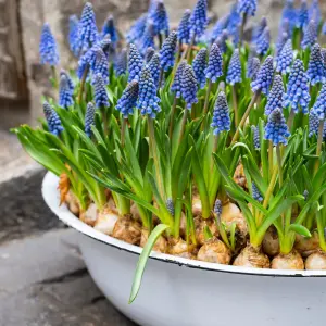 6 x Pots of Grape Hyacinth Spring Bulbs - Winter Flowering Muscari Cultivated Bulbs