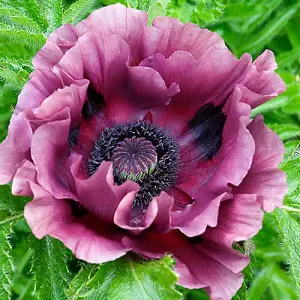 Papaver Oriental Patty's Plum in a 9cm Pot (Pack of 3)