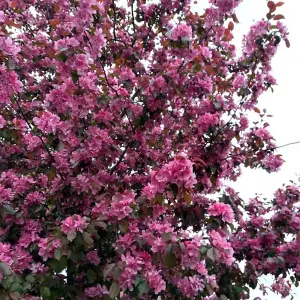 Prunus Spring Glow Tree - Bright Pink Flowers, Vibrant Foliage, Hardy (5-6ft)