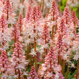 Gardeners Dream Tiarella Spring Symphony (9cm)