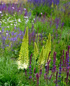 Salvia Collection - 6 different Salvias chosen from the best in our nursery