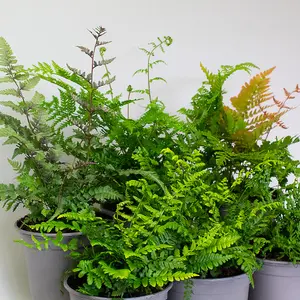 6 x Garden Fern Mix in 13cm Pots