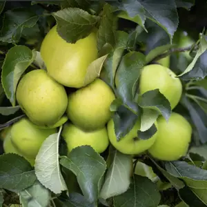 Lincolnshire Fruits Greensleeves Potted Apple 7 Litre Tree