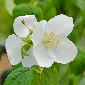 Mock Orange Philadelphus Virginal 3.6 Litre Potted Plant x 1