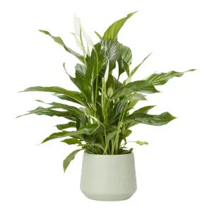 Verve Peace lily in White Ceramic Decorative pot 14cm