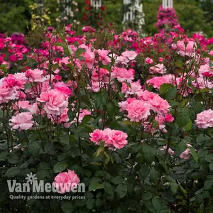 Rose Floribunda Queen Elizabeth - 2 Bare Root Plants