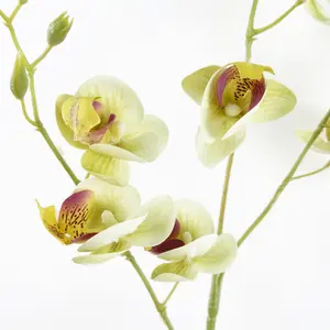 80cm Cream Artificial Mini Orchid Stem