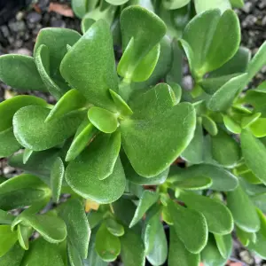 Crassula Ovata in a 12cm Pot - Money Penny Plant - Live Indoor Plant