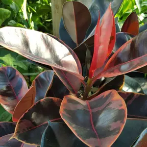 Ficus Elastica - Rubber Tree Indoor Plant in 8.5cm Pot - Mixed Varieties