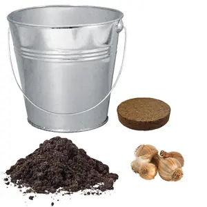 Pronto Seed Daffodil Flower Growing Kit with Bucket Planter & Daffodil Bulbs - Gardening Gifts for Women & Men