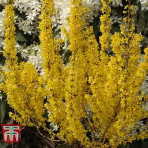 Forsythia x intermedia Mikador 8cm Pot x 1