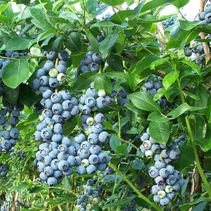 Vaccinium Nelson - Hardy Fruit Shrub, Blueberry Fruits, Low Maintenance (20-30cm Height Including Pot)