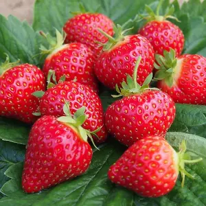 Strawberry Hapil - Outdoor Fruit Plants for Gardens, Pots, Containers (9cm Pots, 10 Pack)