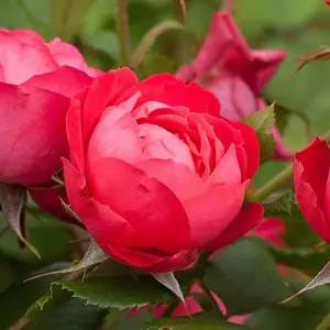 Rose Bush Cherry Bonica - Floribunda Rose Bush For The Garden In a 3 Litre Pot