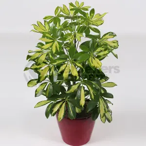 Schefflera Gerda - Variegated Umbrella Tree, Air-purifying Indoor Home Office Plant, Easy Care Houseplant (35-45cm)