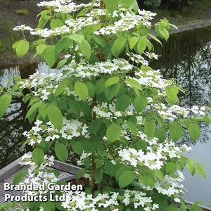 Viburnum Kilimanjaro Sunrise 3 Litre Potted Plant x 1